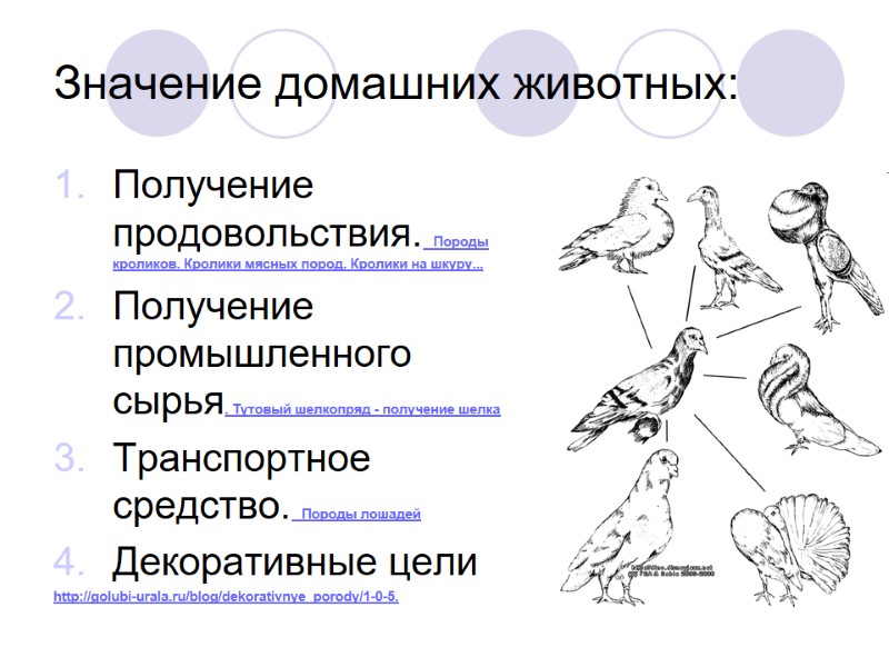Значение домашних животных: Получение продовольствия. Породы кроликов. Кролики мясных пород. Кролики на шкуру... Получение